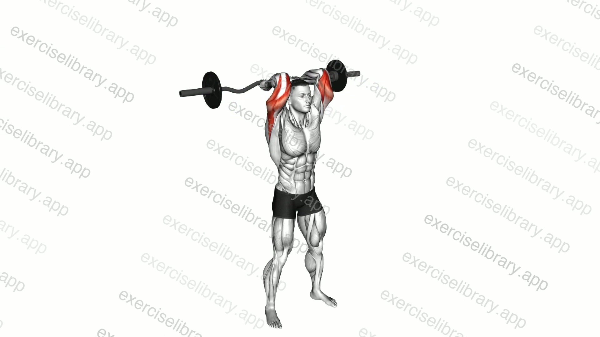 EZ Barbell Standing French Press demonstration