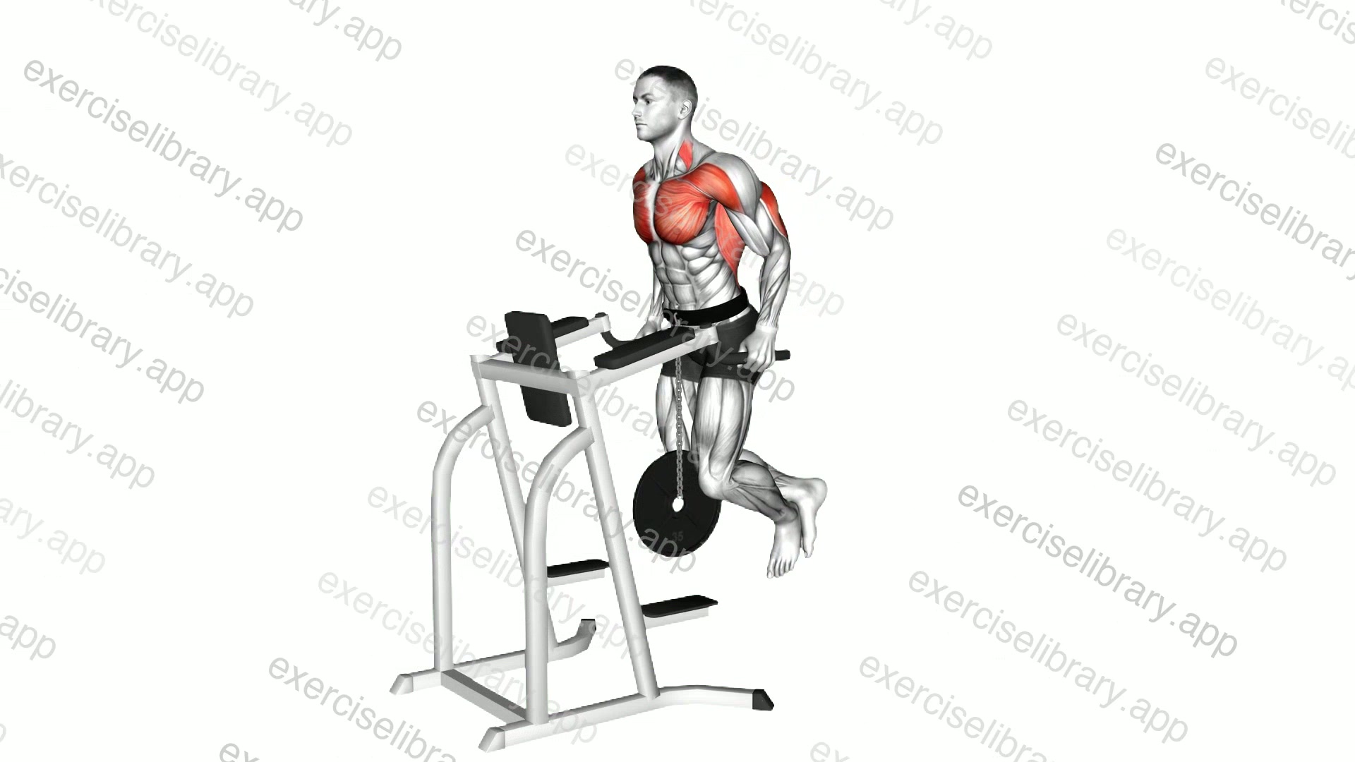 Weighted Tricep Dip demonstration