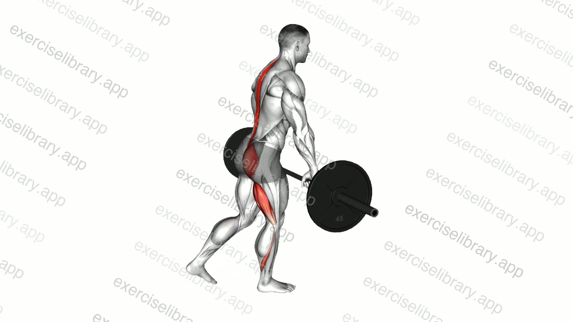 Barbell Single Leg Deadlift demonstration