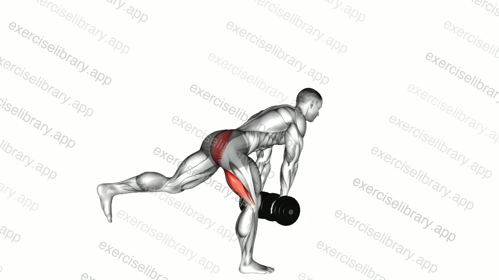 Dumbbell Single Leg Deadlift demonstration