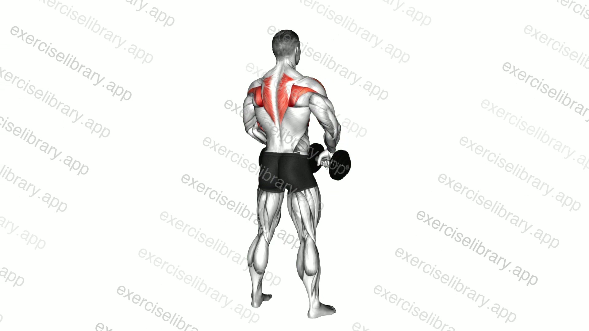 Dumbbell Upright Row demonstration