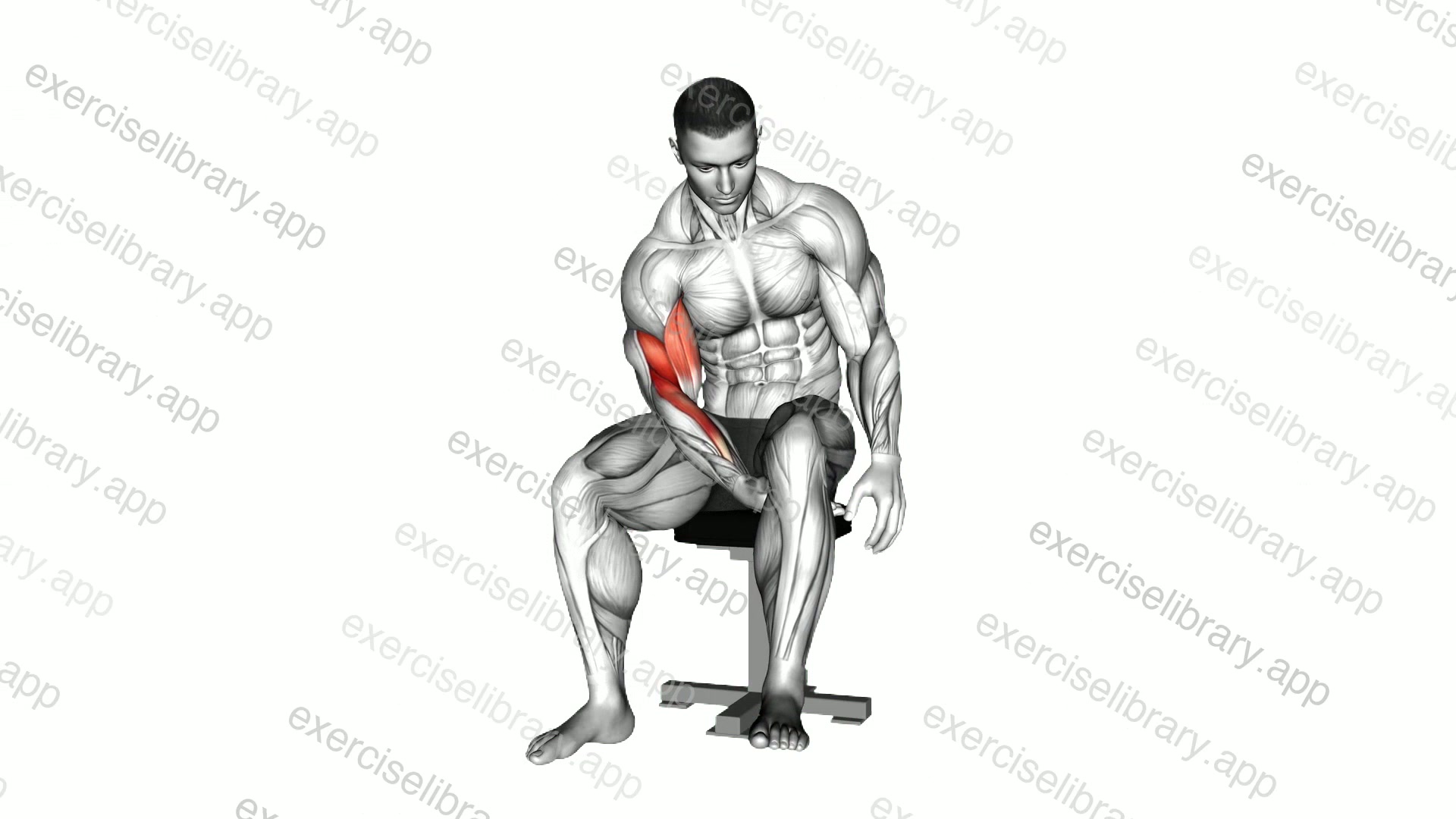 Biceps Leg Concentration Curl demonstration