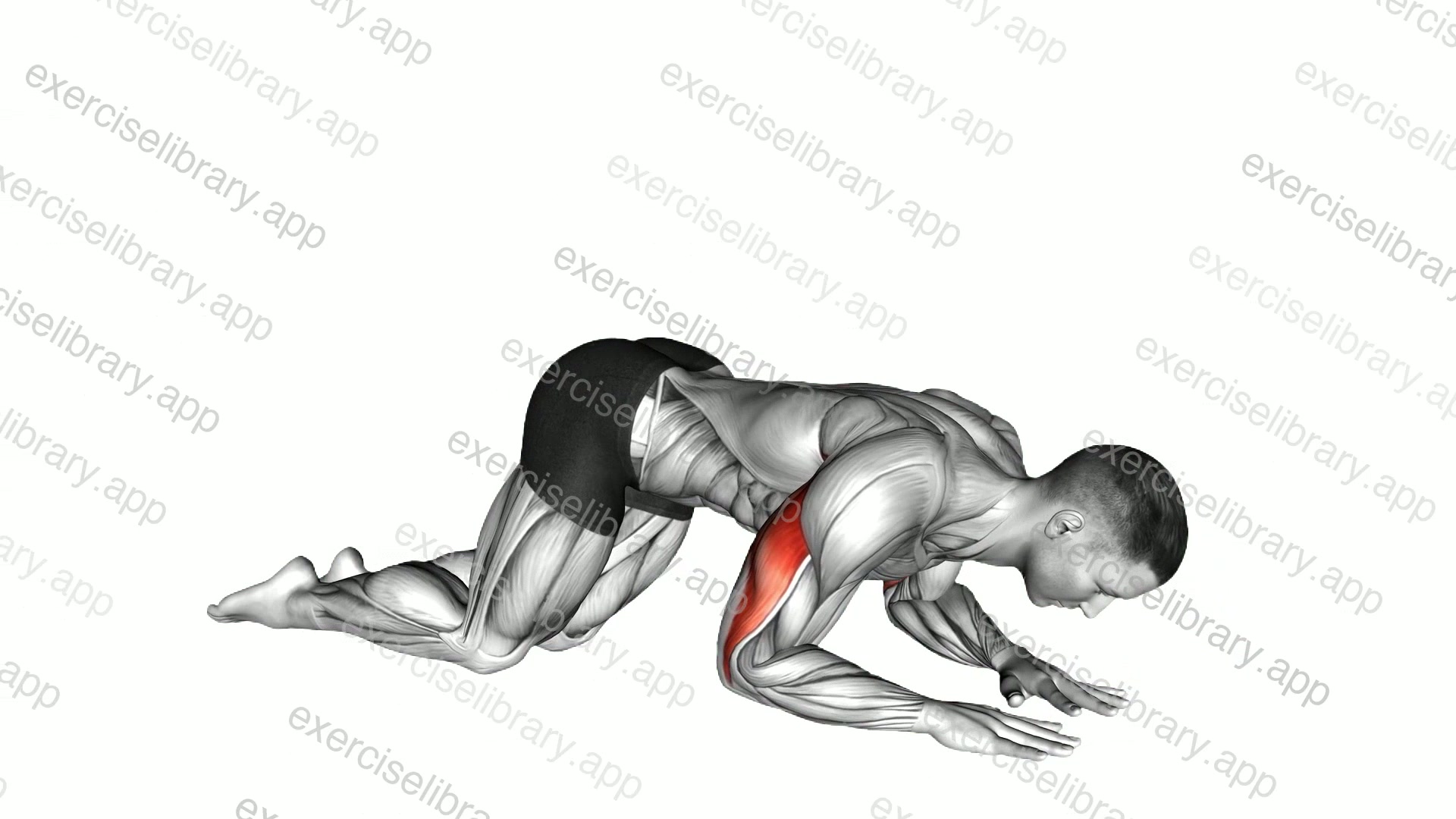Bodyweight Kneeling Triceps Extension demonstration