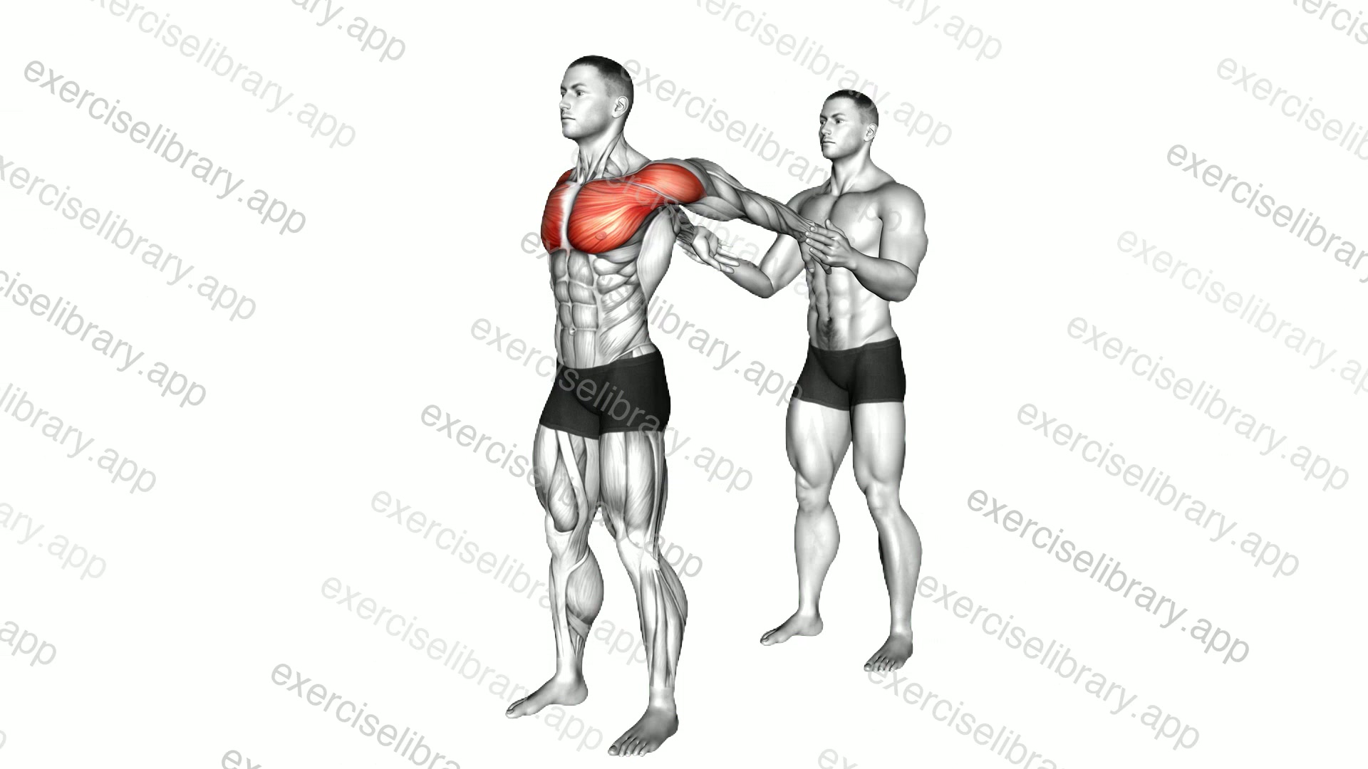 Assisted Standing Chest Stretch demonstration