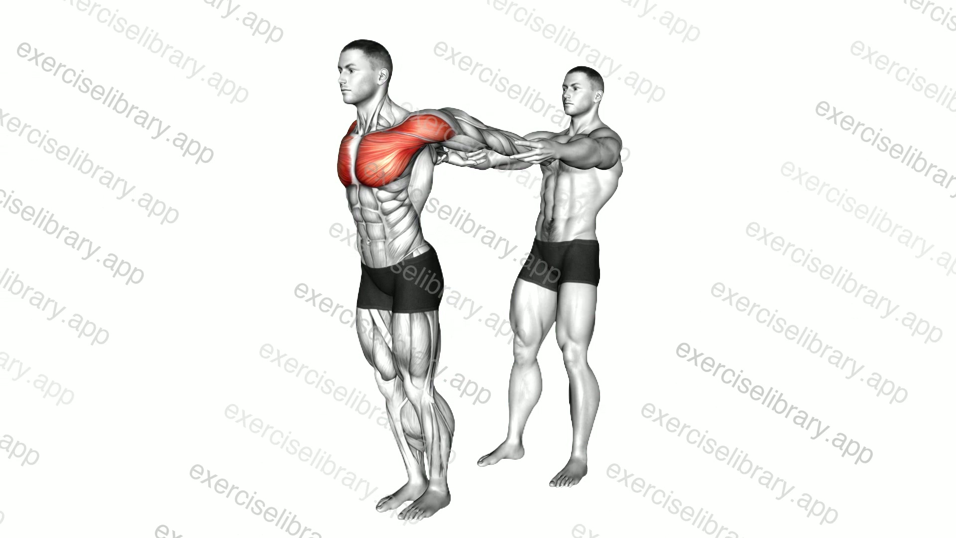 Assisted Pulling Backs Chest Stretch demonstration