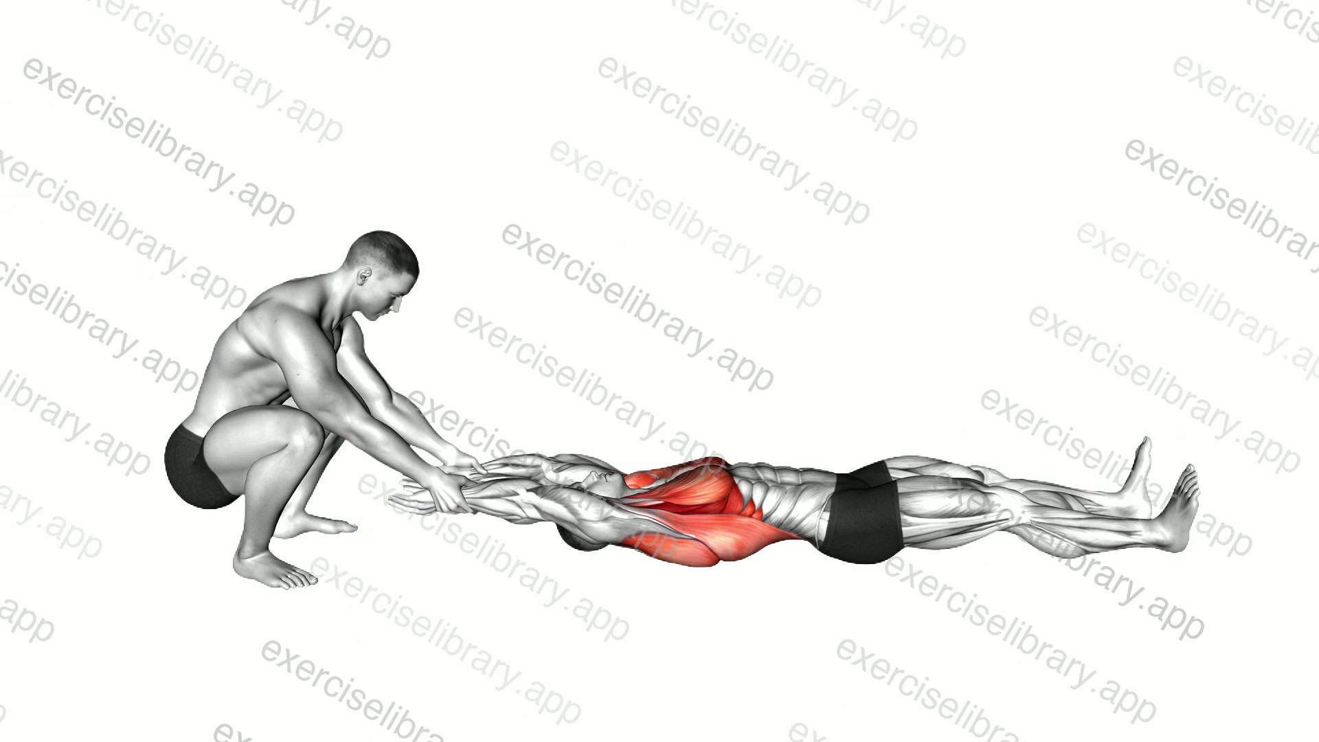 Assisted Straight Arms Lying Stretch demonstration