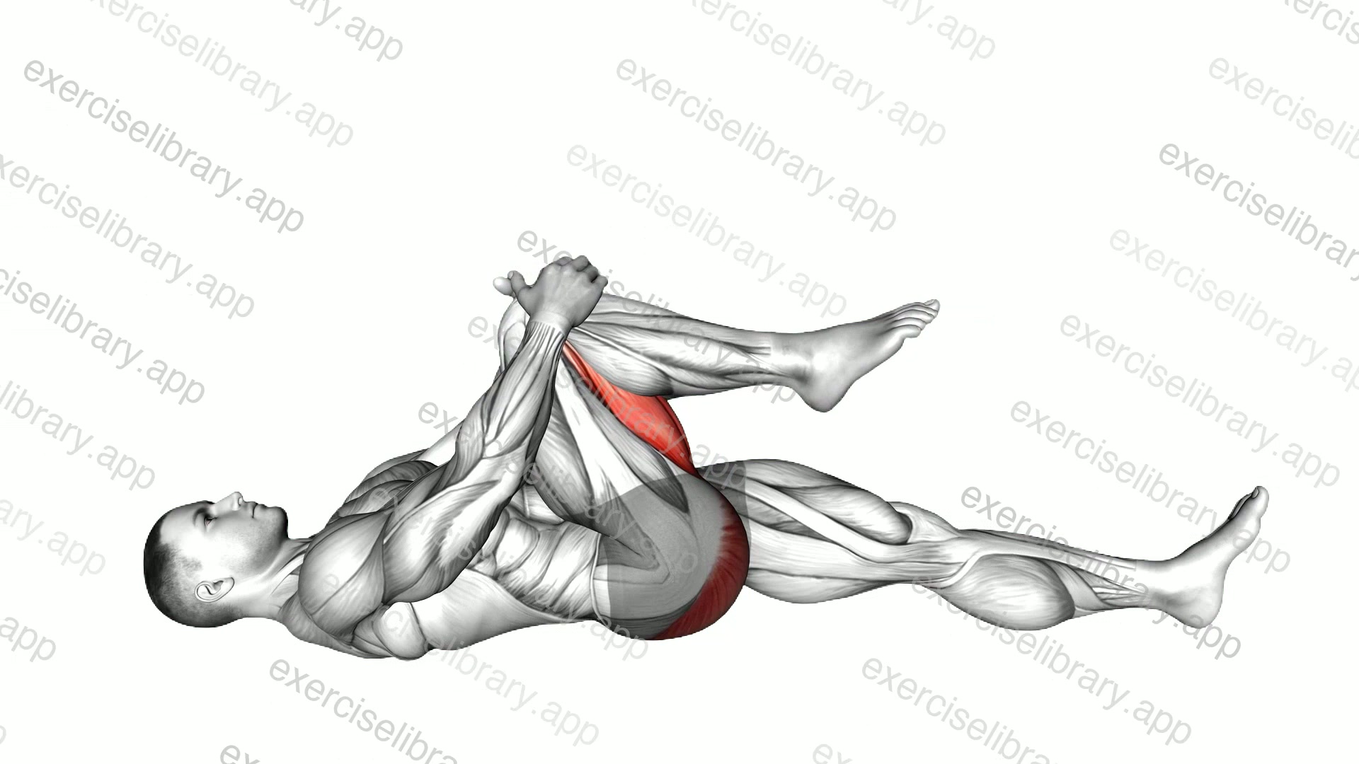 Lying Knee To Chest Stretch demonstration