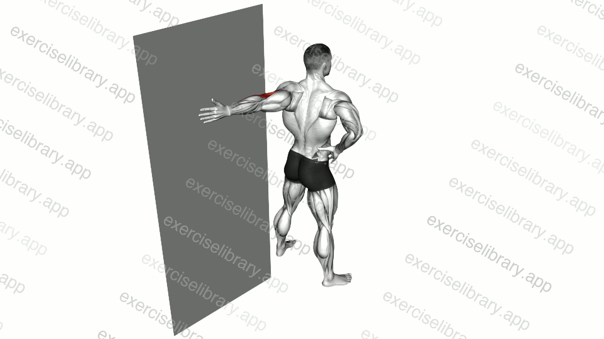 Elbow Flexor Stretch demonstration
