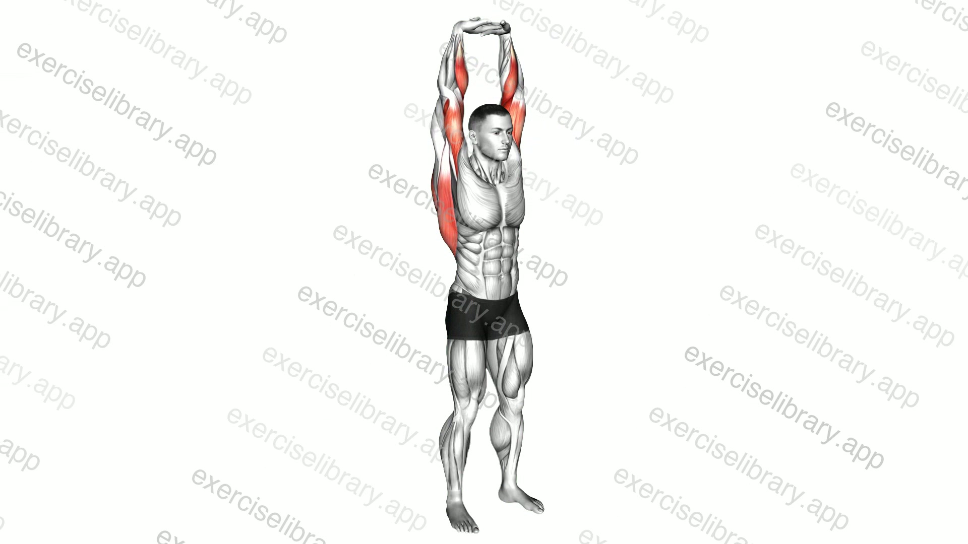 Extension Of Arms In Vertical Stretch demonstration