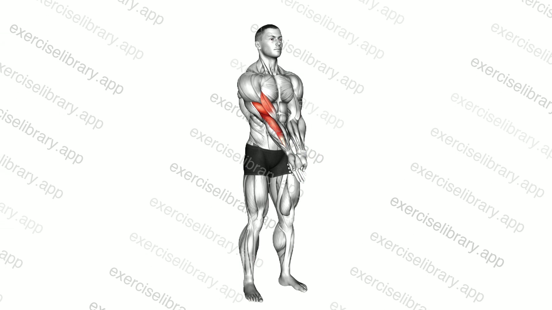 Elbow Extension And Supination   Pronation Forearm Stretch demonstration