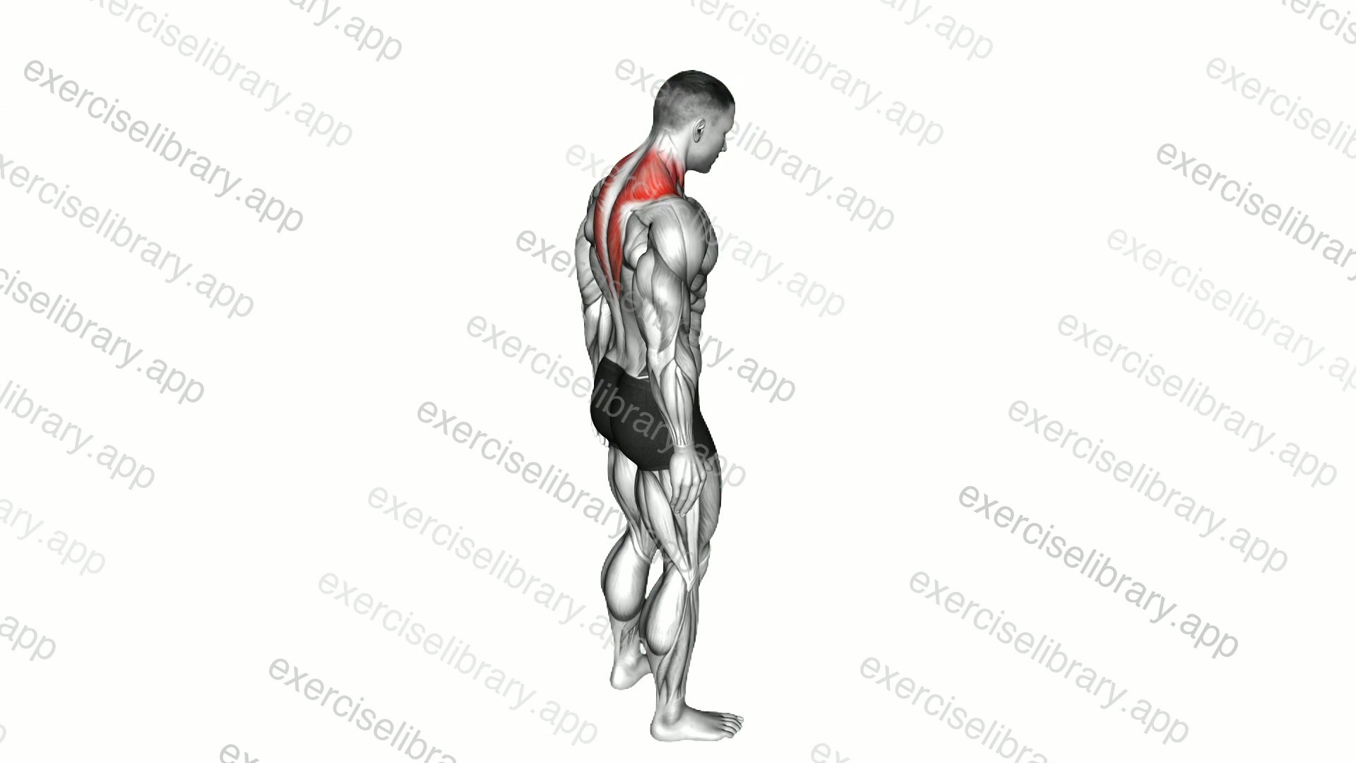 Forward Flexion Neck Stretch demonstration