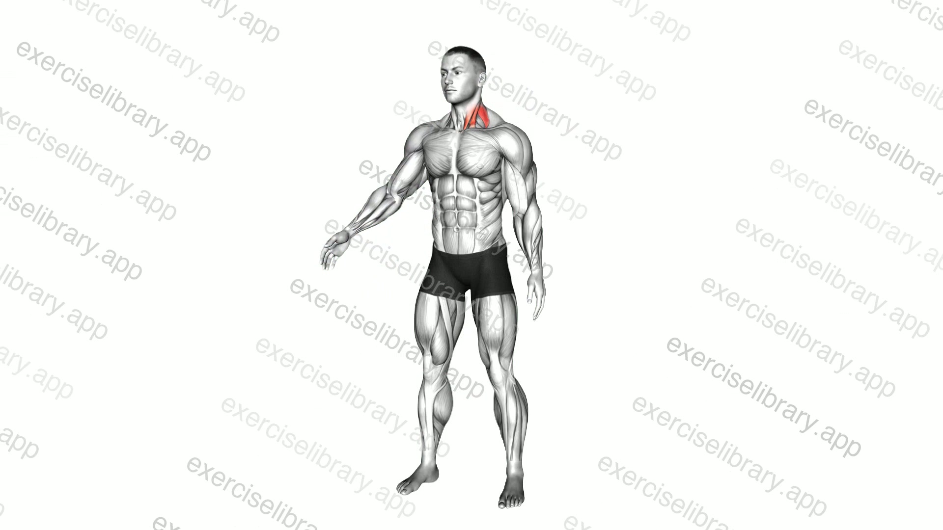 Neck Extensor And Rotational Stretch demonstration