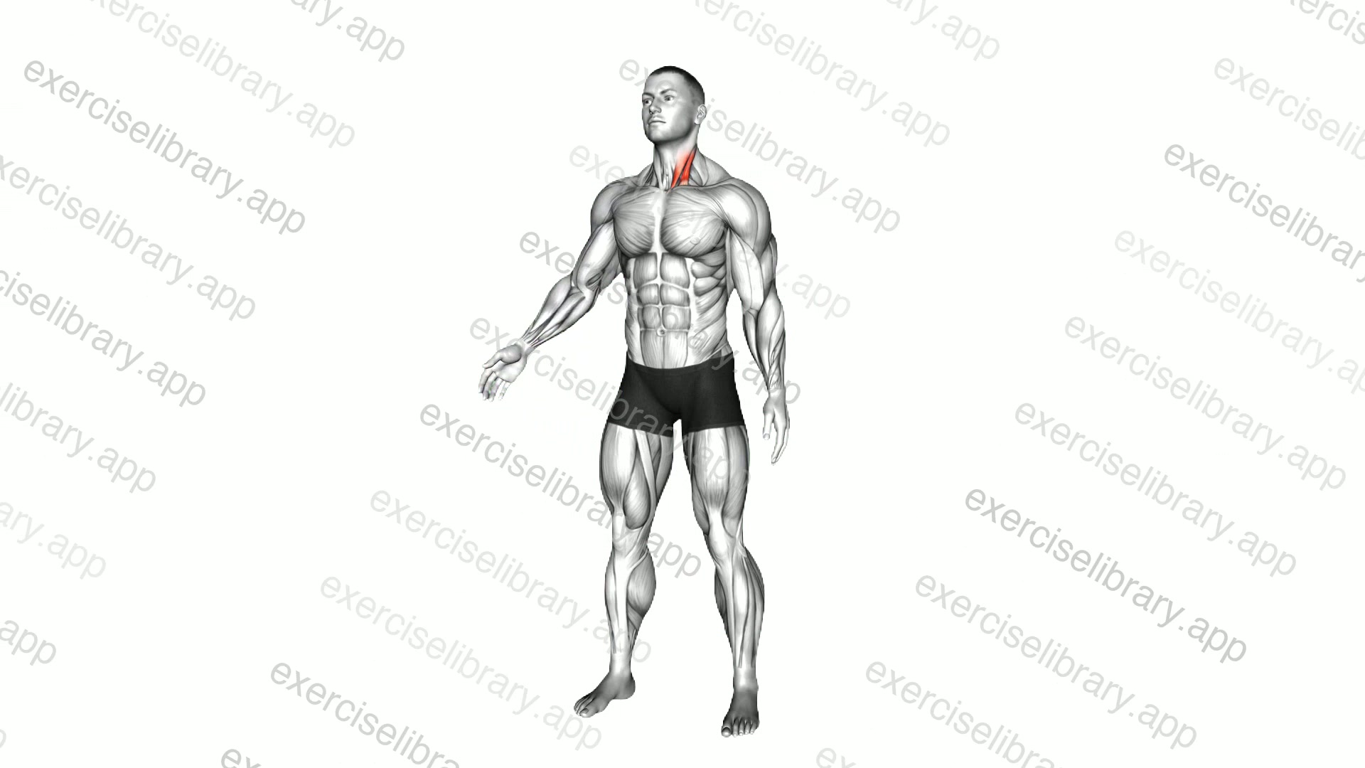 Neck Flexor And Rotational Stretch demonstration