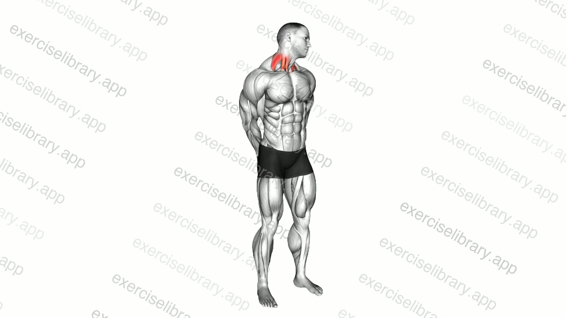 Extension And Inclination Neck Stretch demonstration