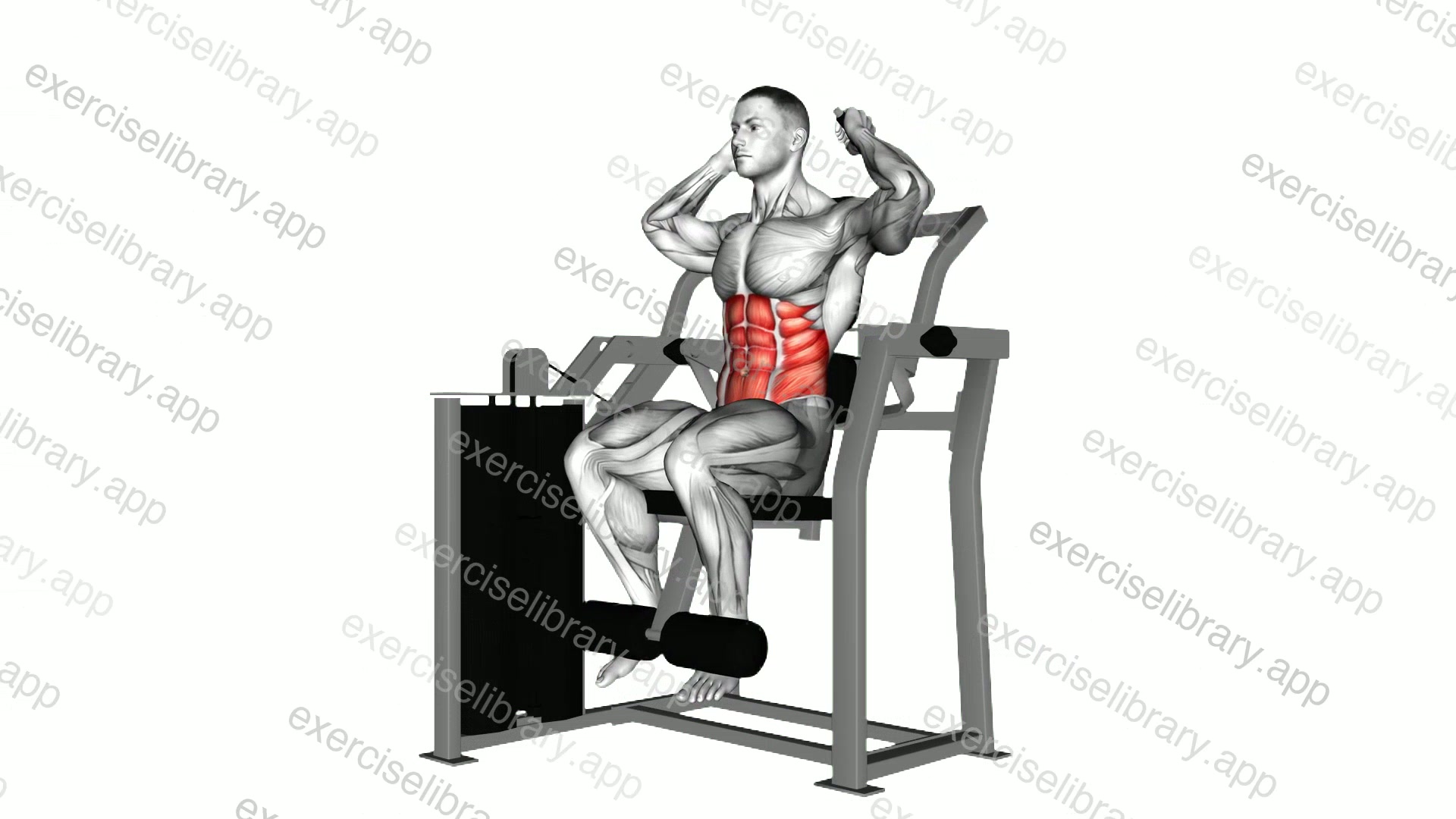 Lever Total Abdominal Crunch demonstration