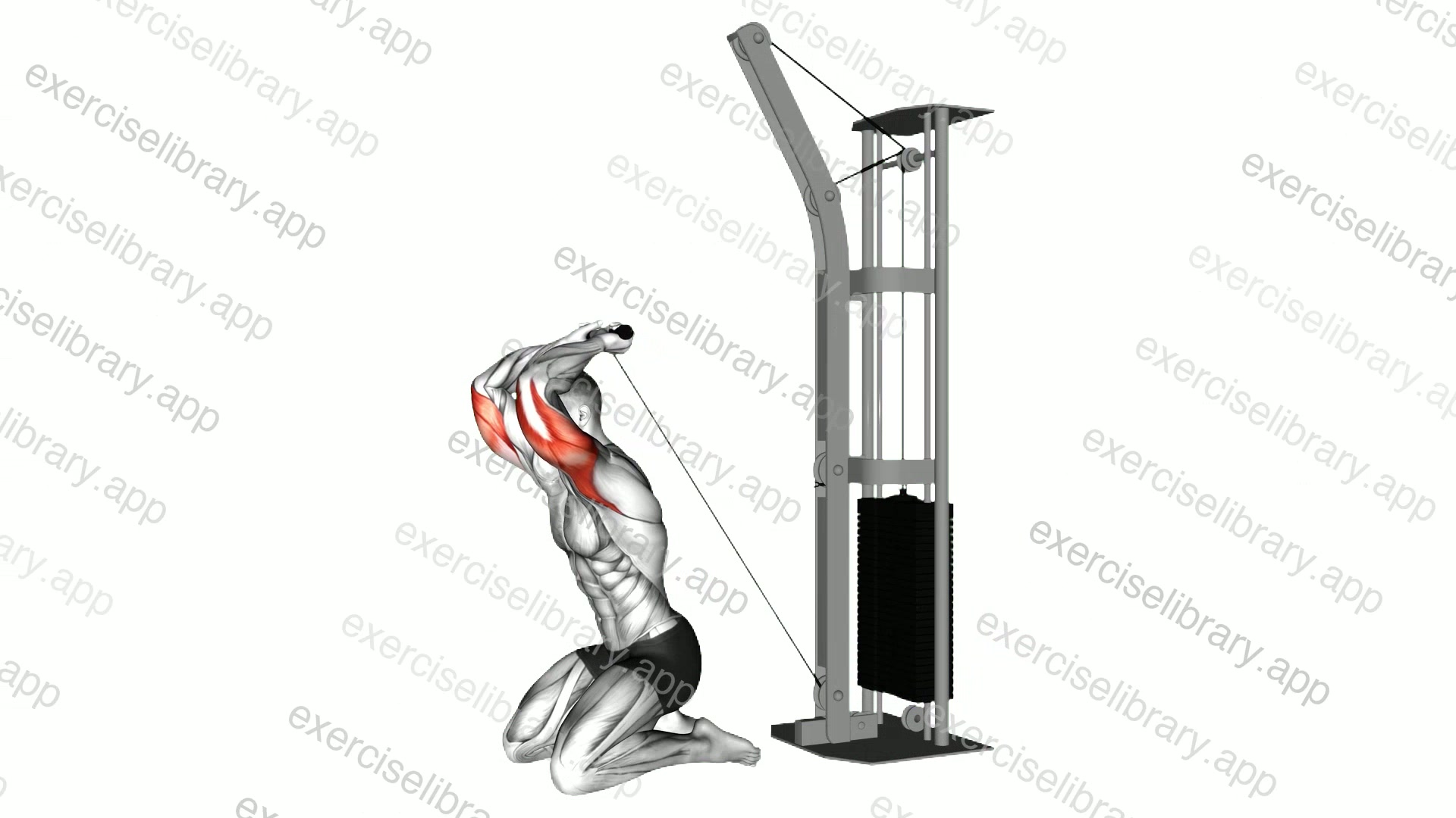 Cable Kneeling Triceps Extension demonstration