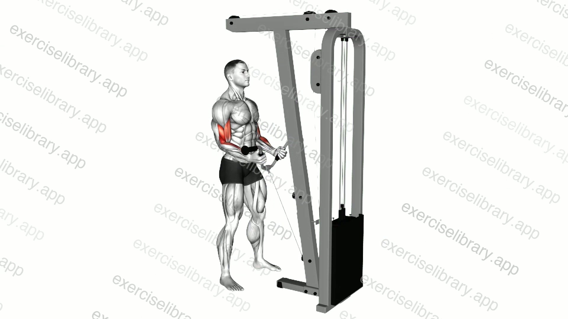 Cable Curl with Multipurpose V bar demonstration