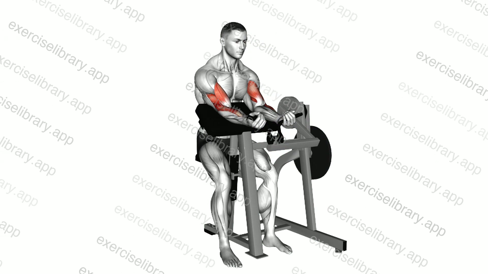 Lever Preacher Curl demonstration