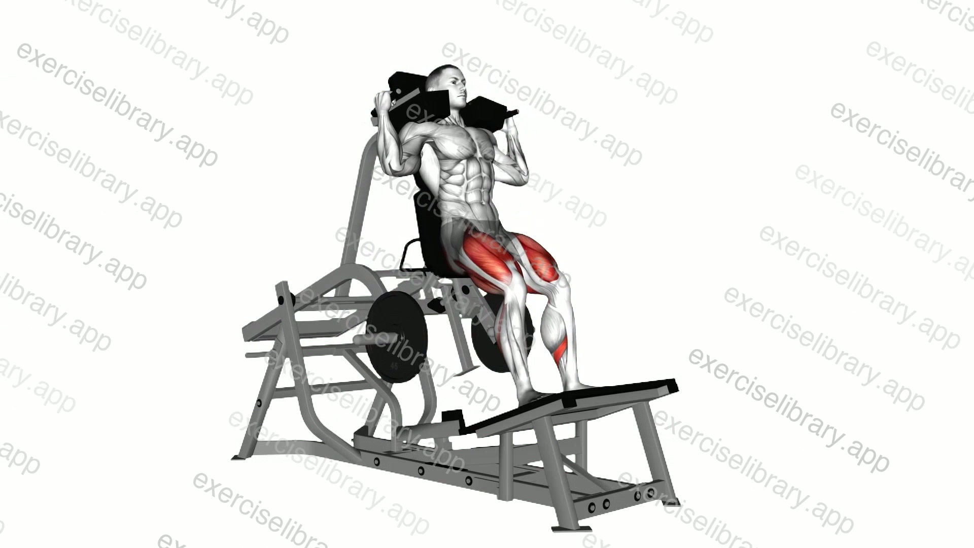 Lever Squat demonstration