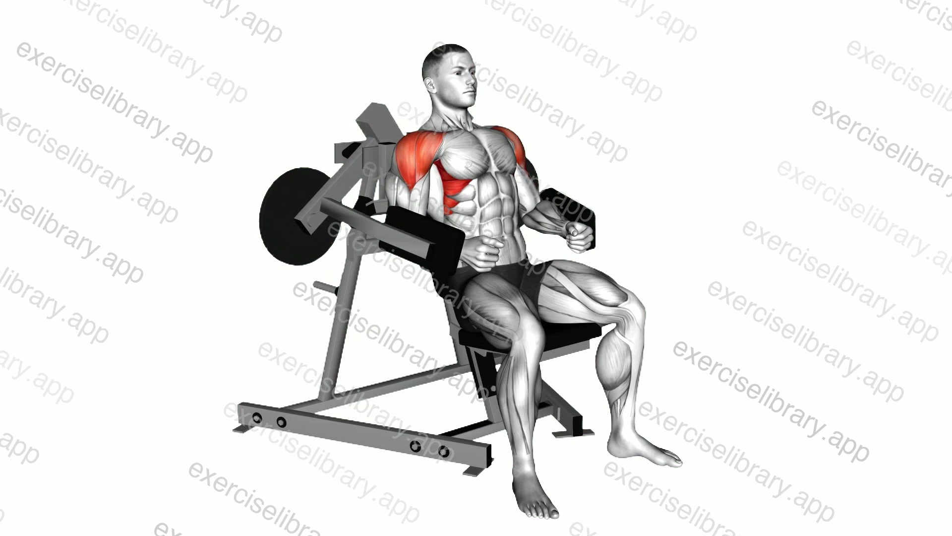 Lever Lateral Raise demonstration