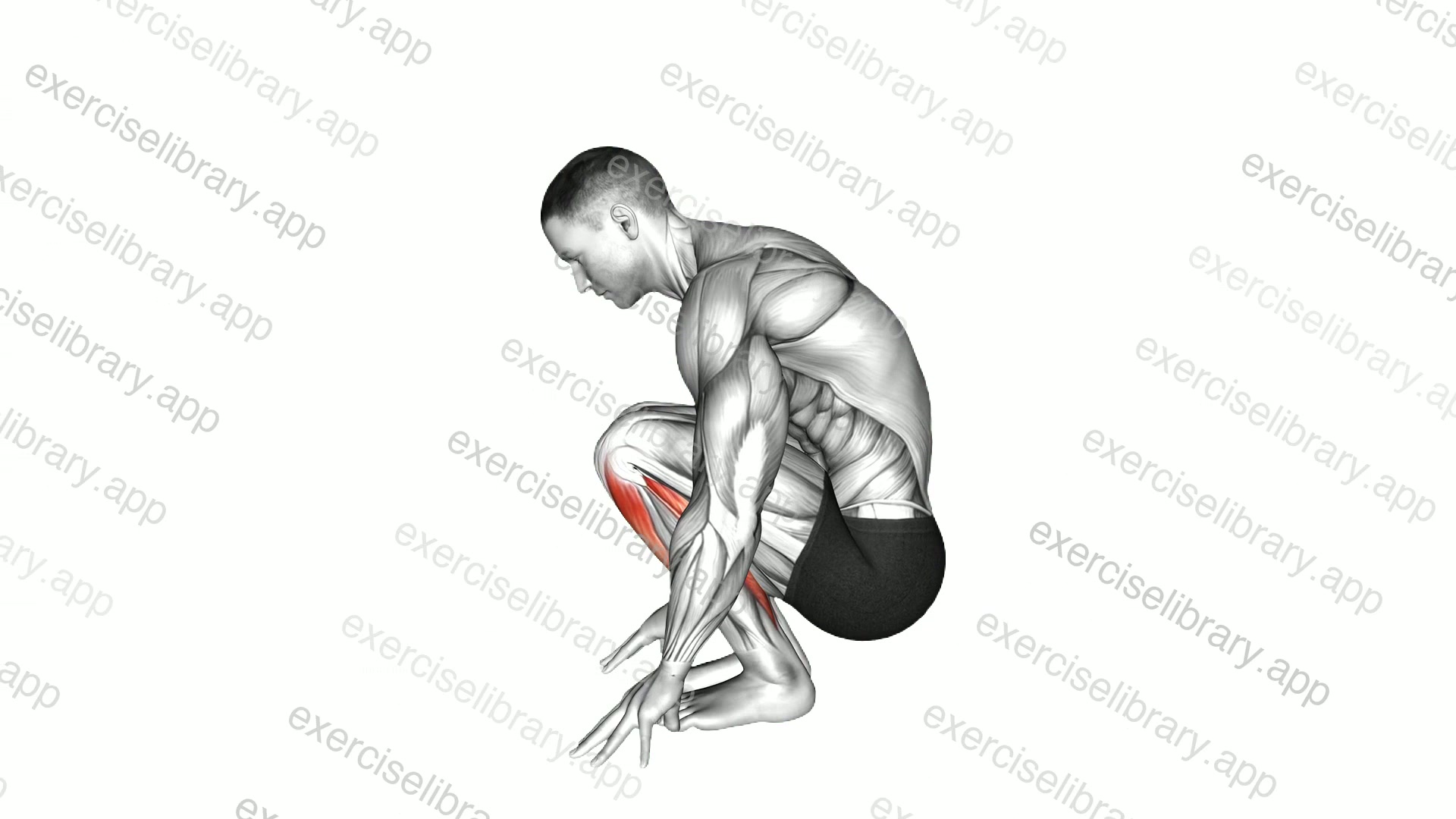 Squatting Achilles Stretch demonstration