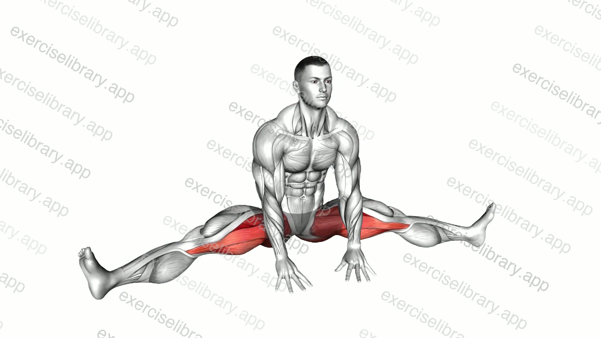 Sitting Wide Leg Adductor Stretch demonstration