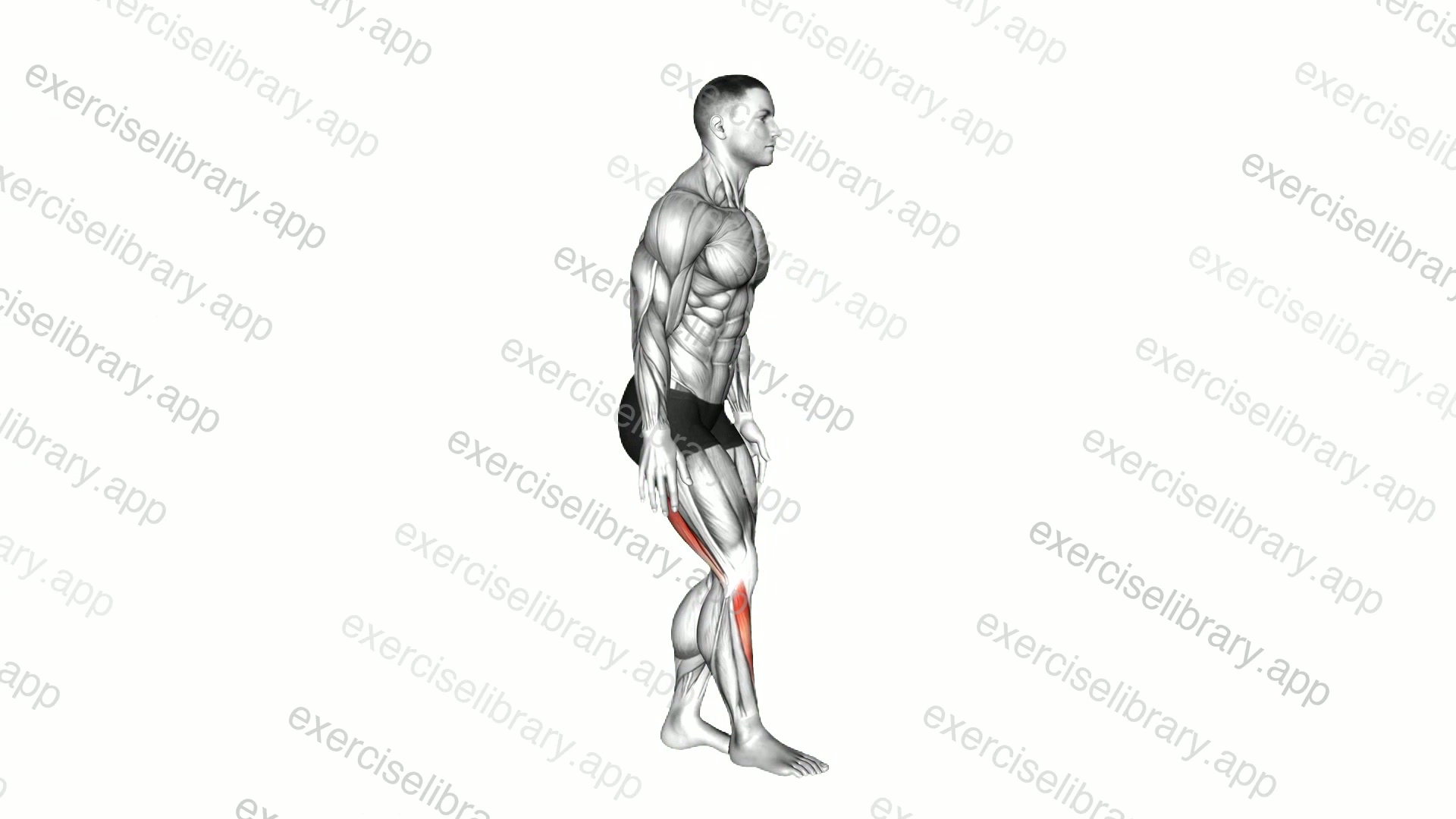 Standing Toe Down Hamstring Stretch demonstration