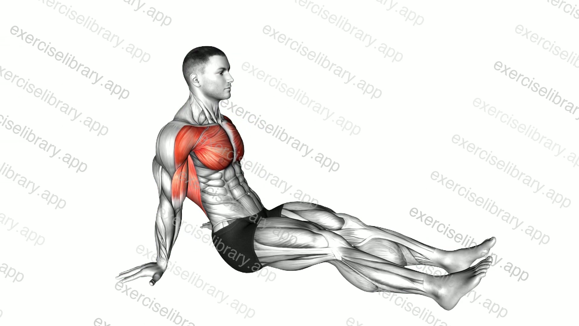 Seated Shoulder Flexor Depresor Retractor Stretch demonstration