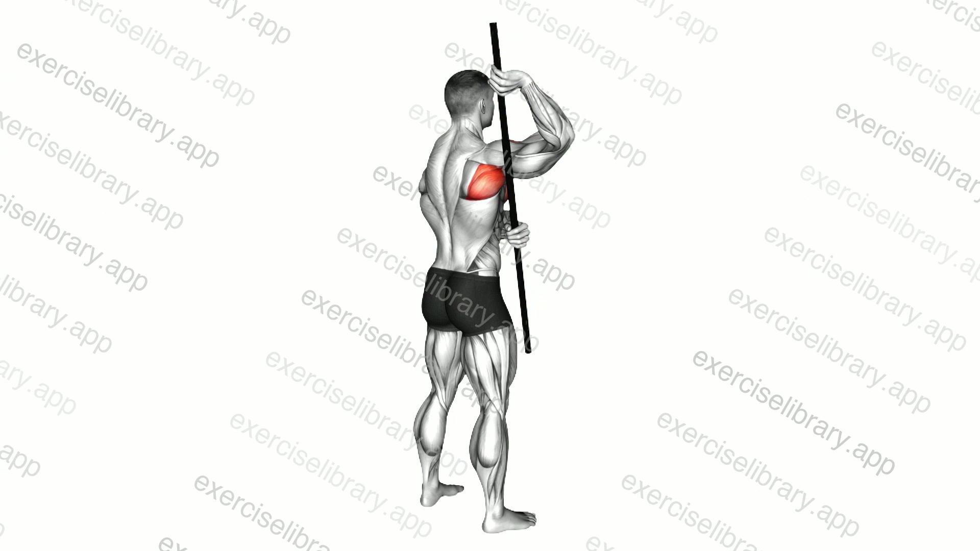 Arm-up Rotator Stretch demonstration