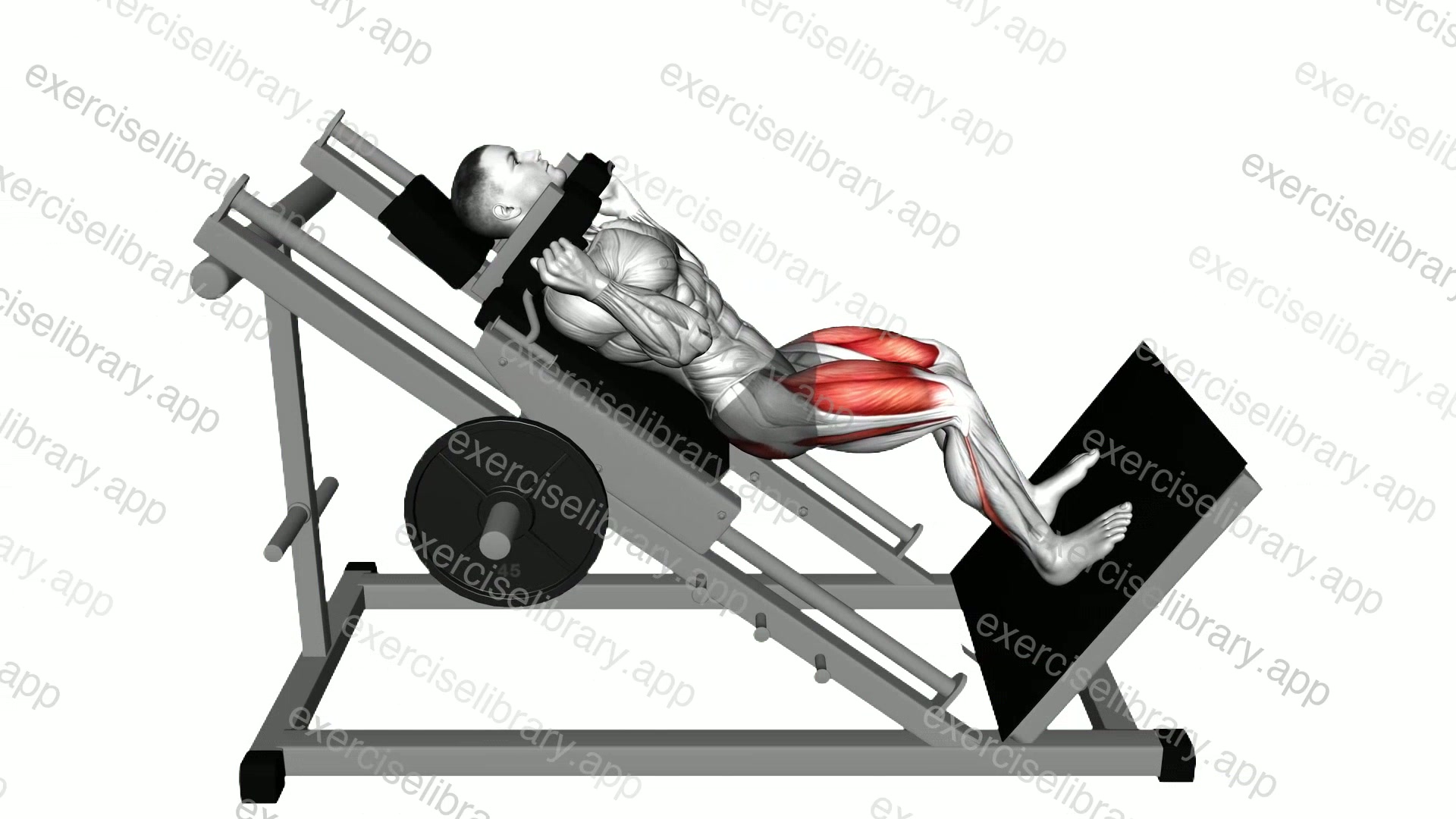 Sled Full Hack Squat demonstration
