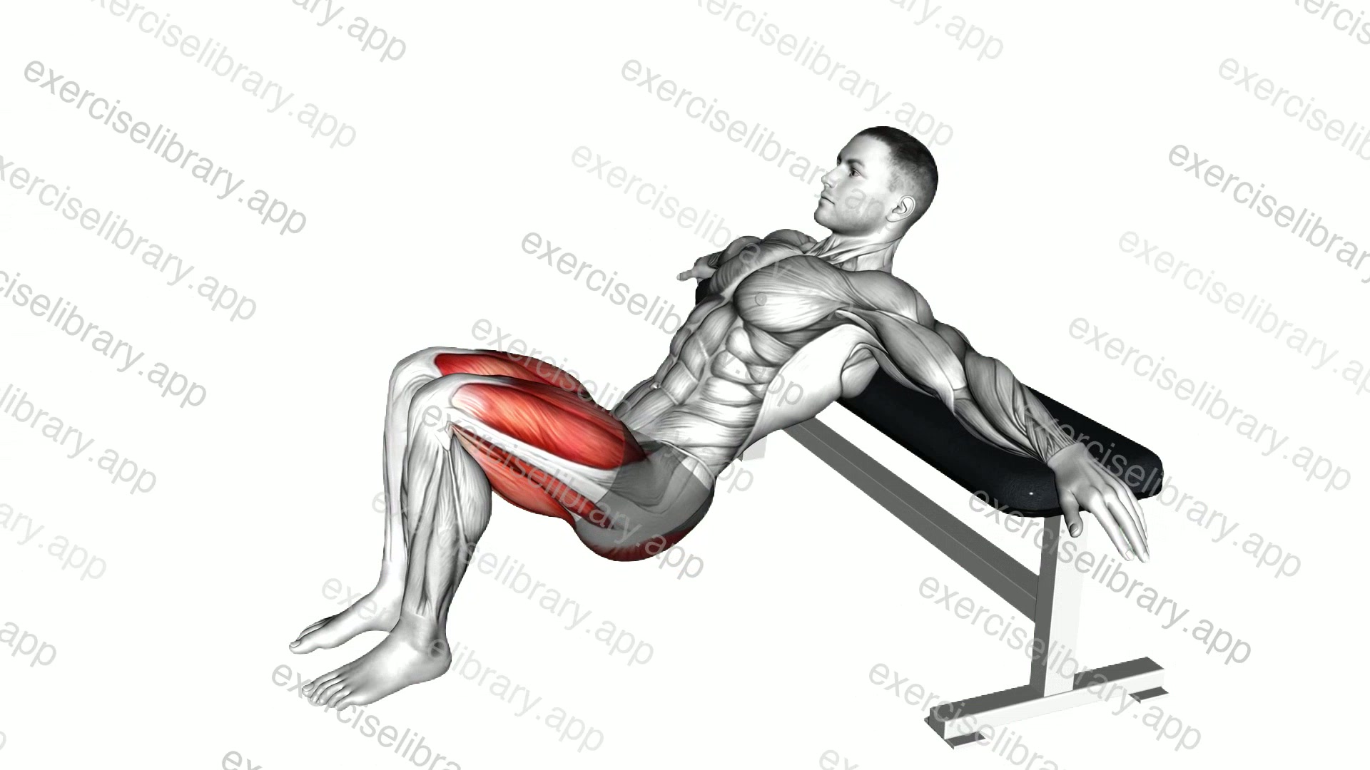 Hip Thrusts demonstration