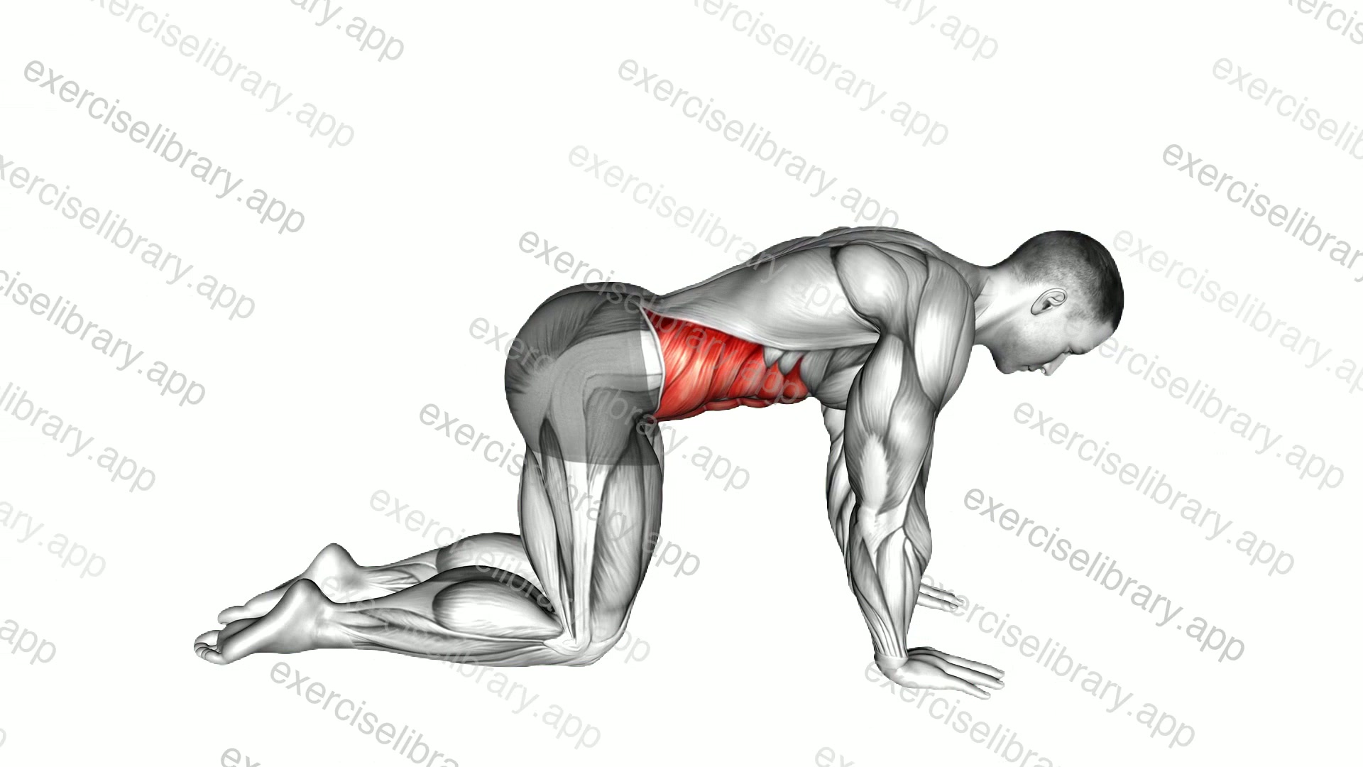 Cow Stretch demonstration
