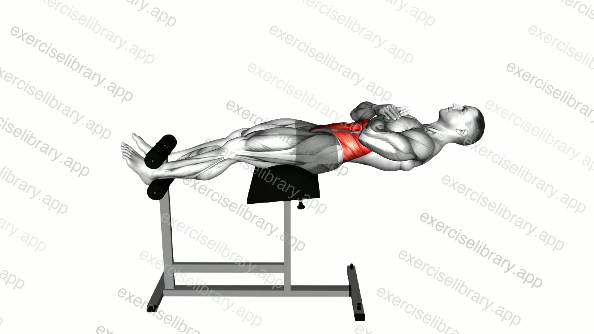 Glute-Ham Developer crunch demonstration