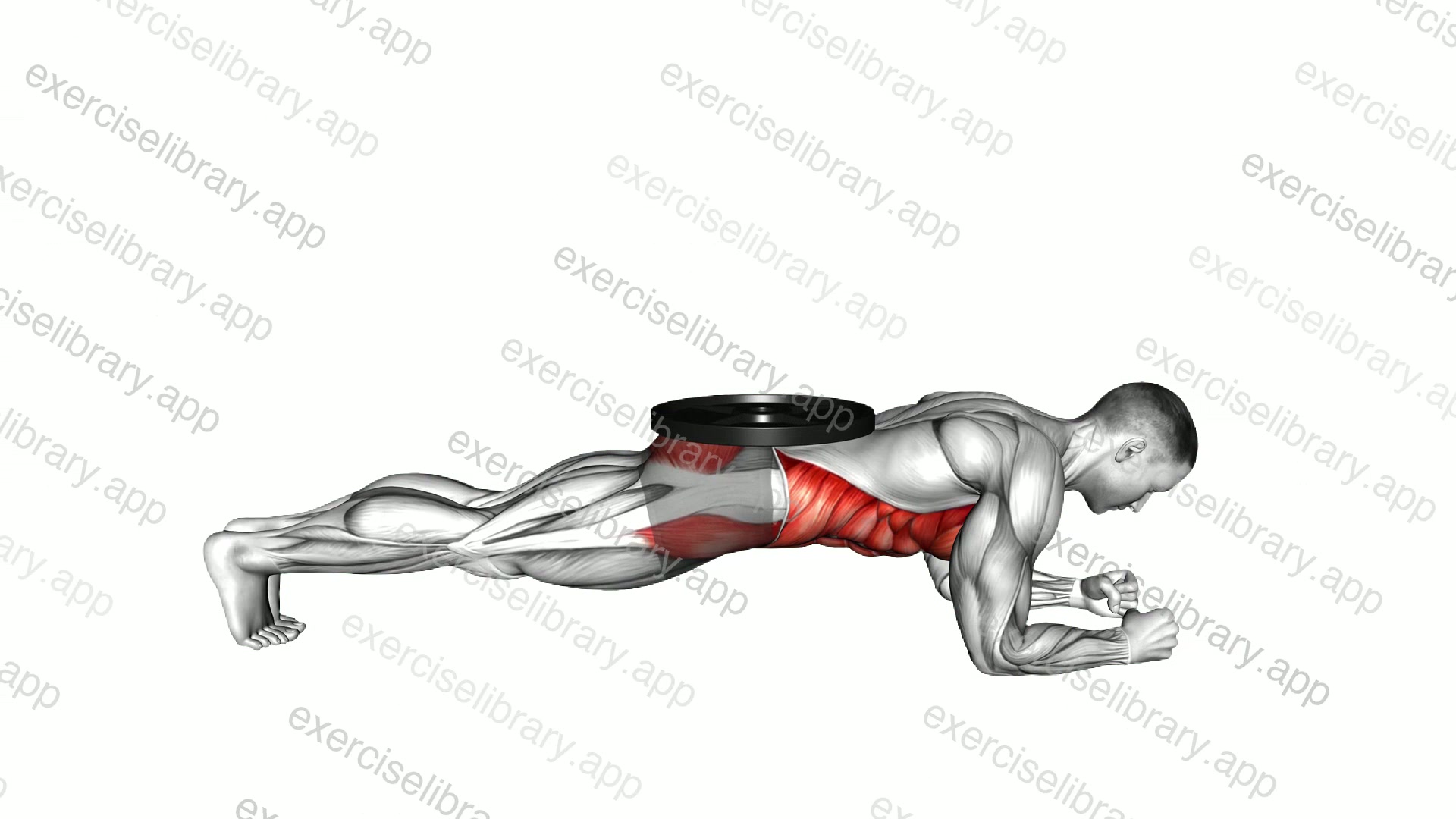 Weighted Front Plank demonstration