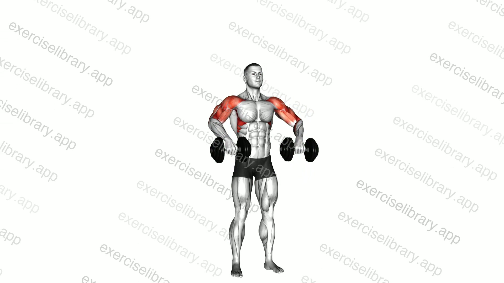 Dumbbell Cuban Press demonstration