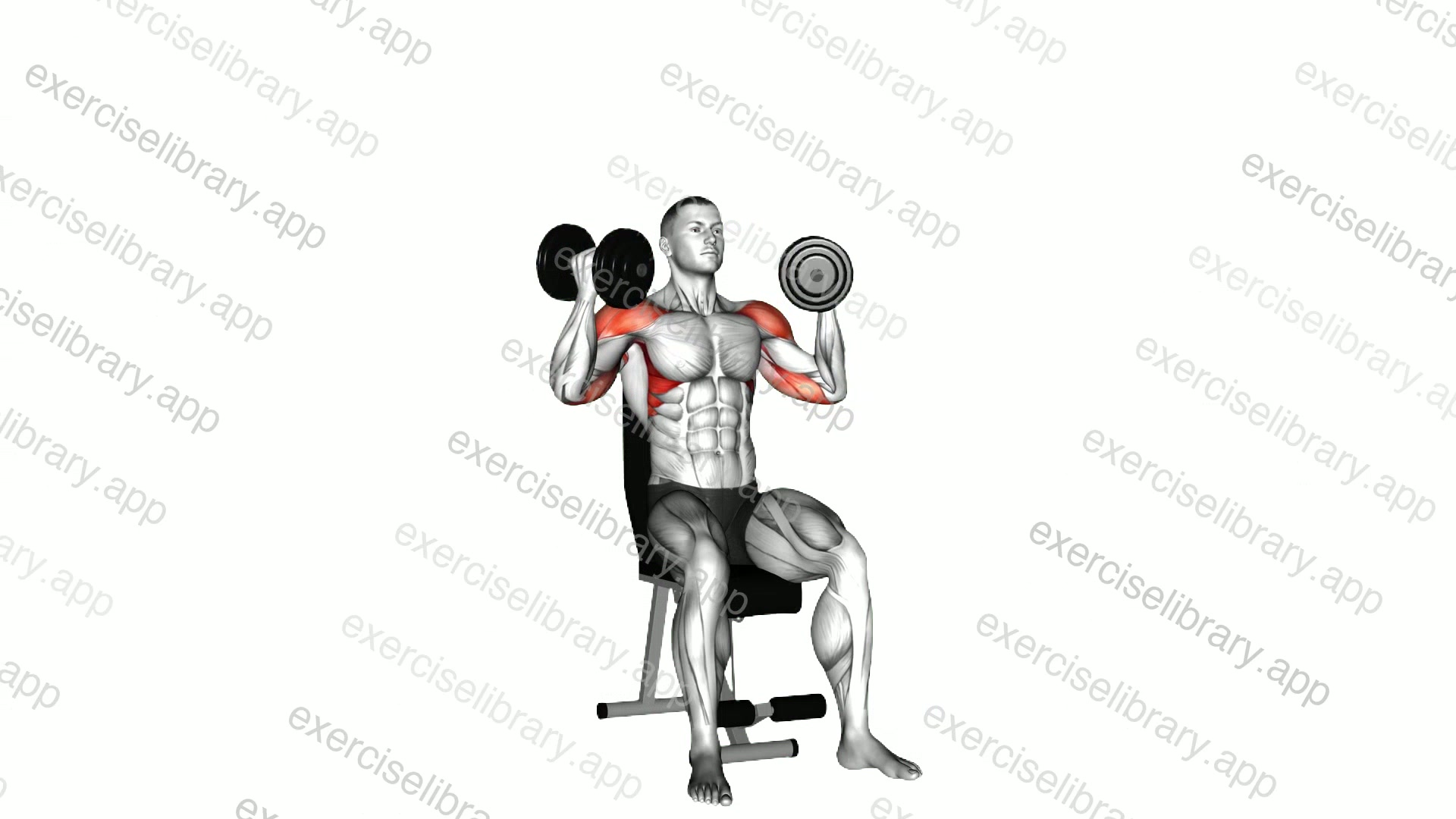 Dumbbell Arnold Press demonstration