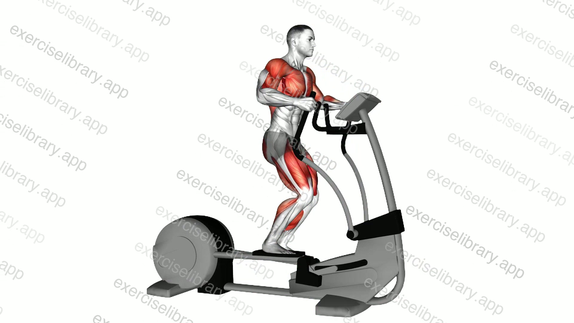 Walk Elliptical Cross Trainer demonstration