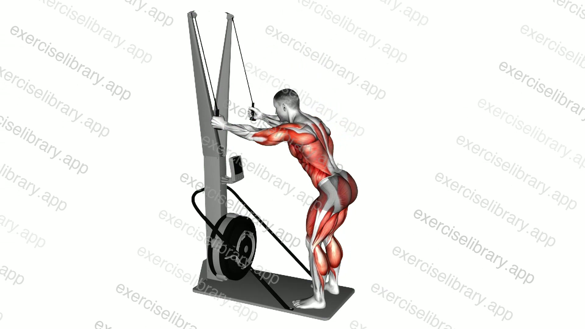 Ski Ergometer demonstration