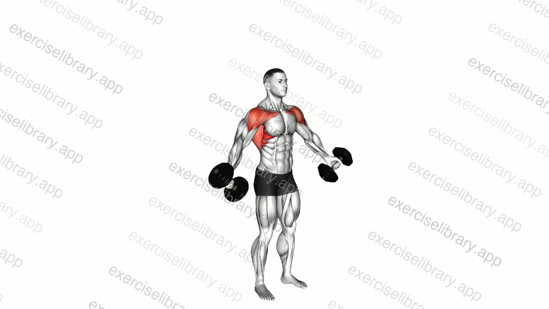 Dumbbell Standing Around World demonstration