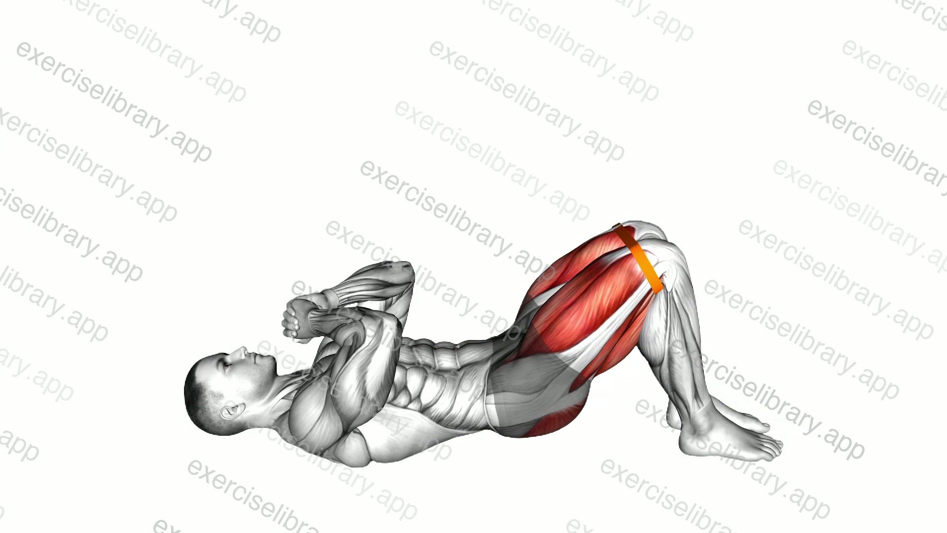 Resistance Band Glute Bridge demonstration
