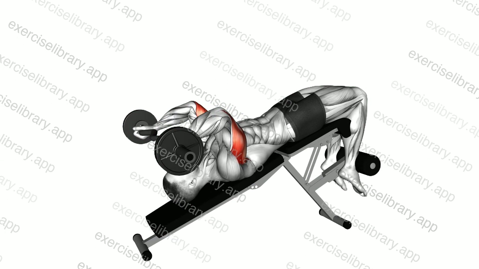 EZ Barbell Decline Triceps Extension demonstration