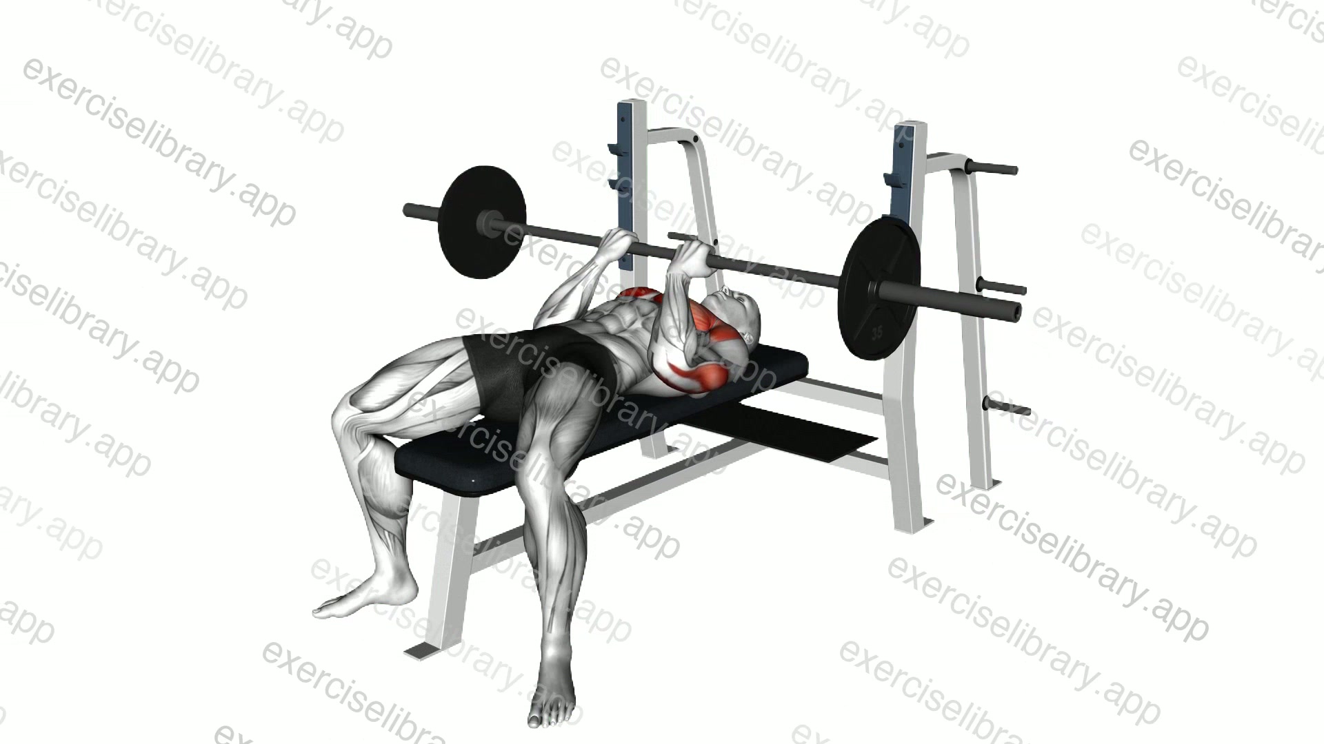 Barbell Reverse Close grip Bench Pres demonstration