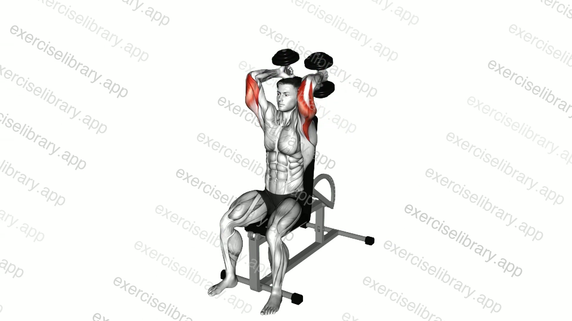 Dumbbells Seated Triceps Extension demonstration