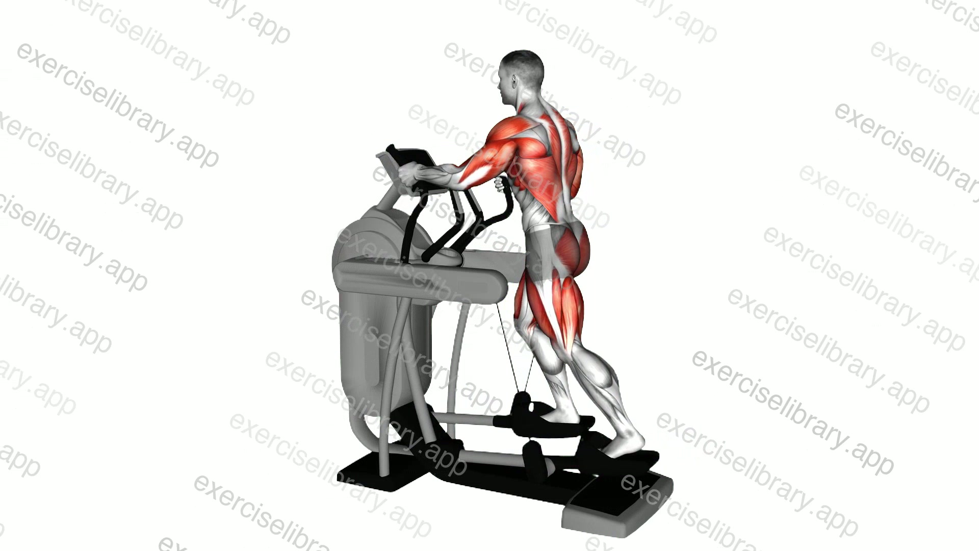 Elliptical Machine Walk demonstration