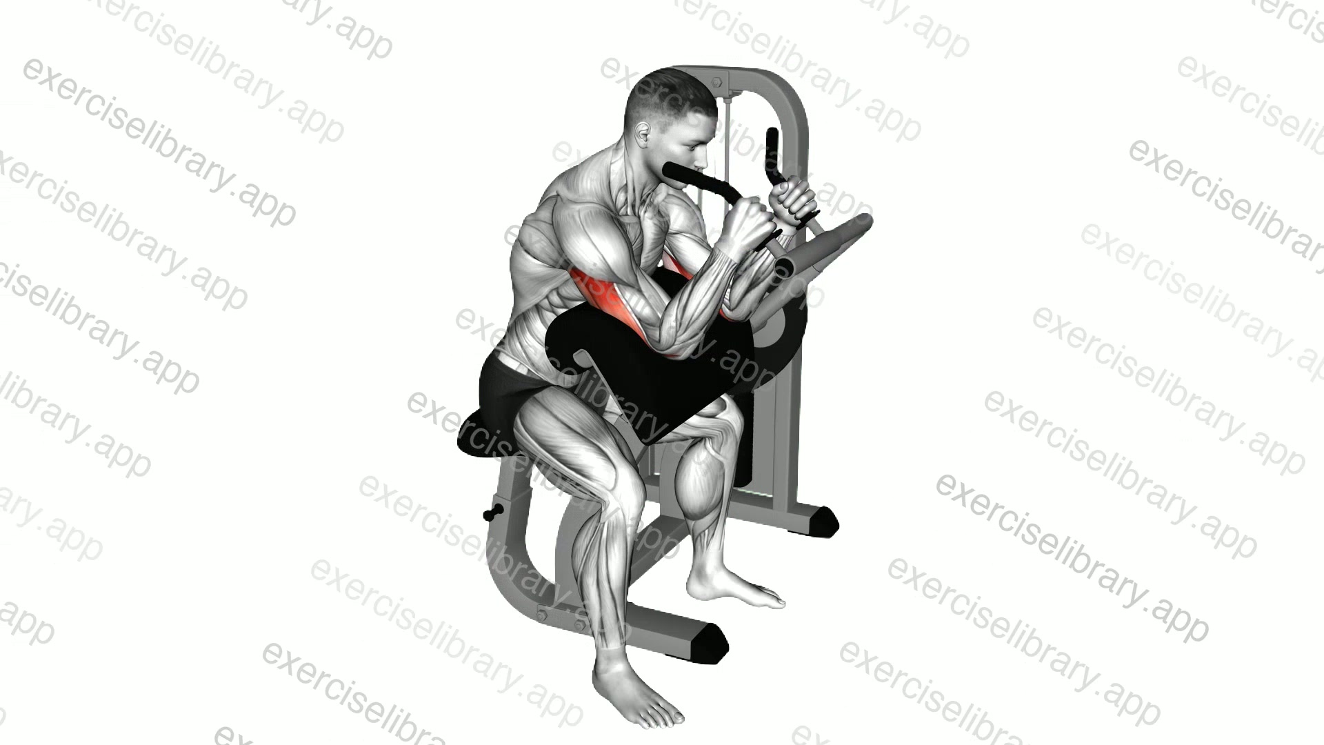 Lever Triceps Extension demonstration
