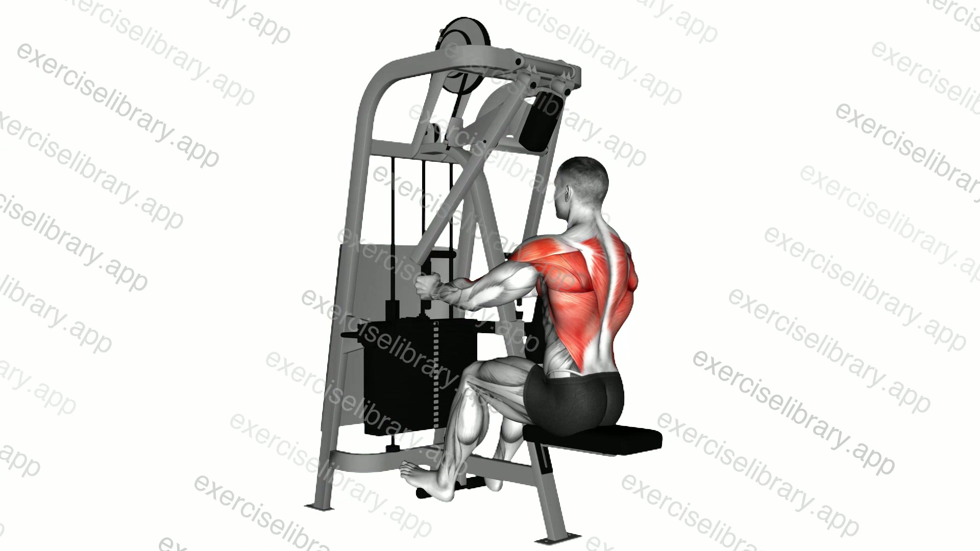 Lever Seated Row demonstration