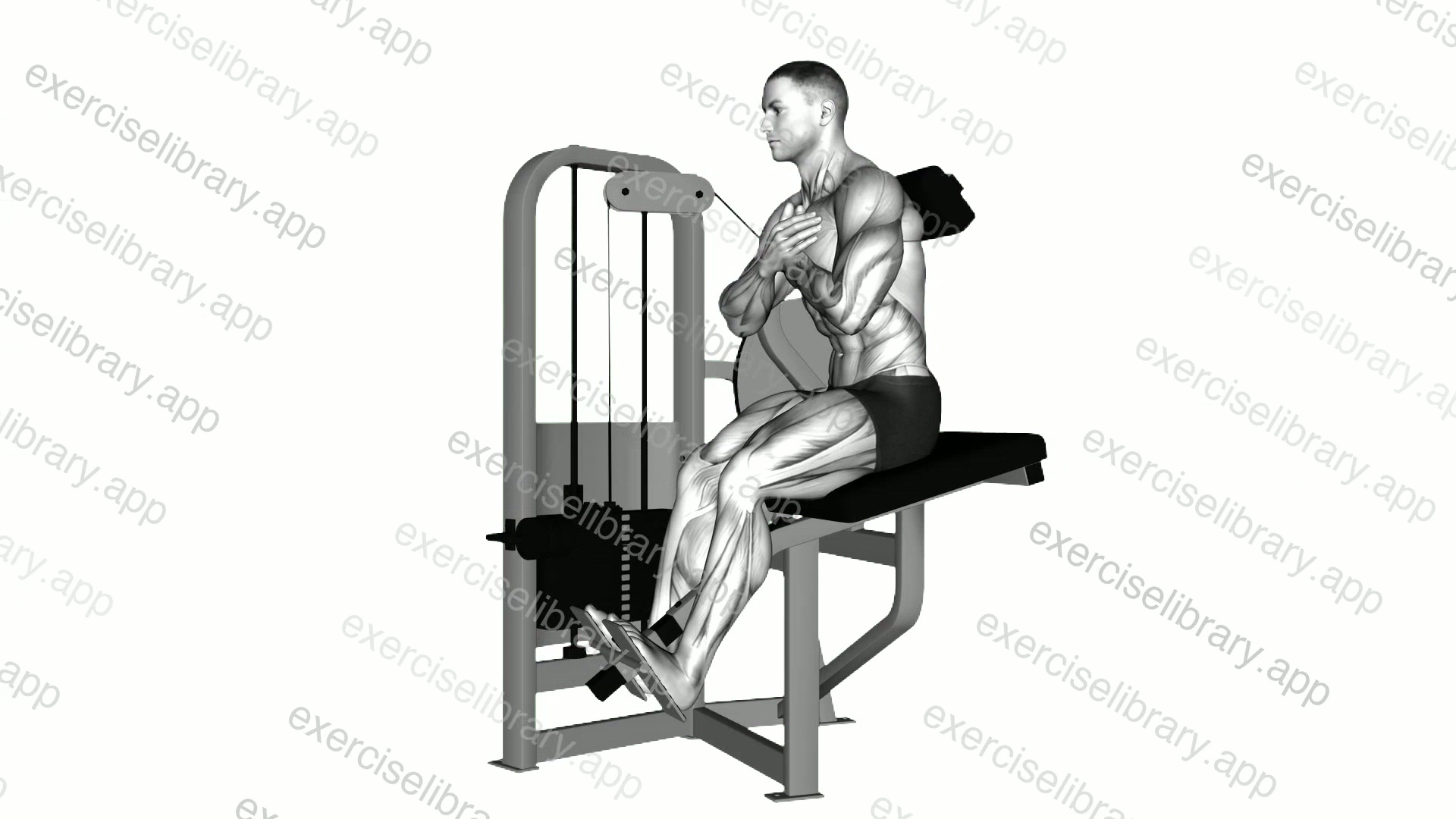 Lever Back Extension demonstration