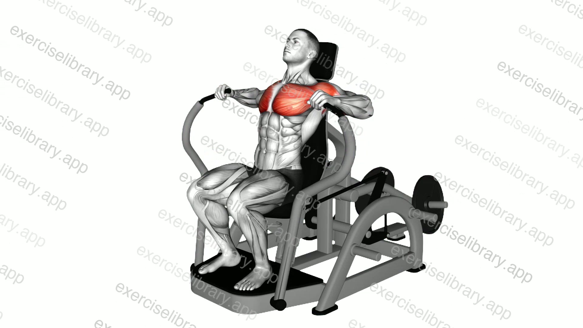 Lever Chest Press demonstration