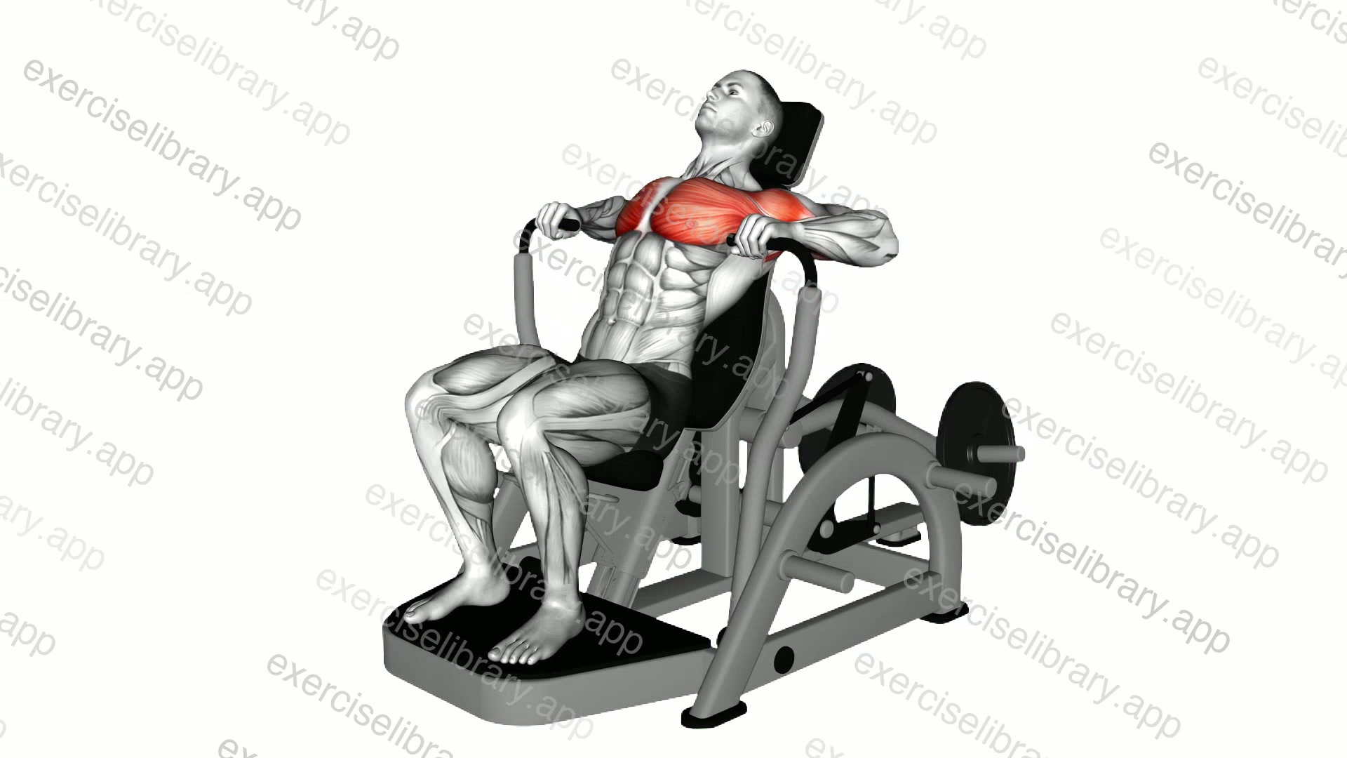 Lever Decline Chest Press demonstration