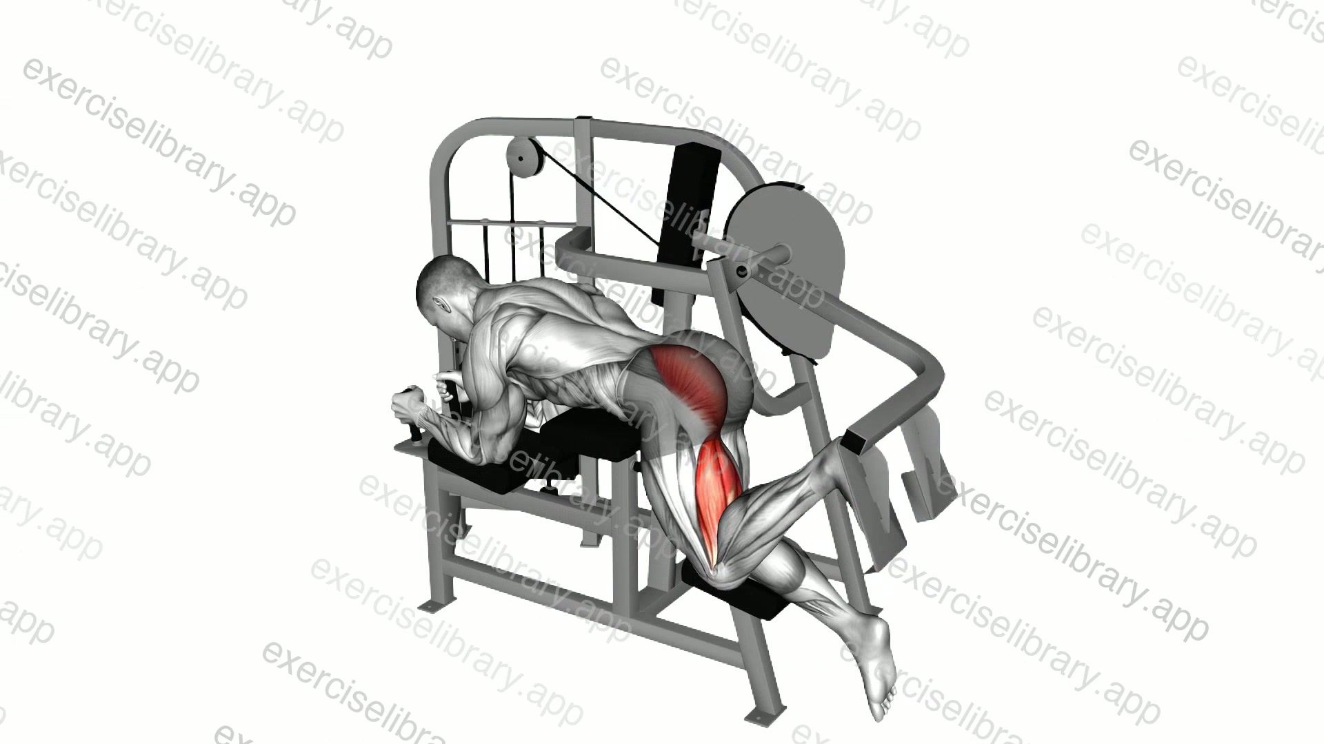 Lever Hip Extension demonstration